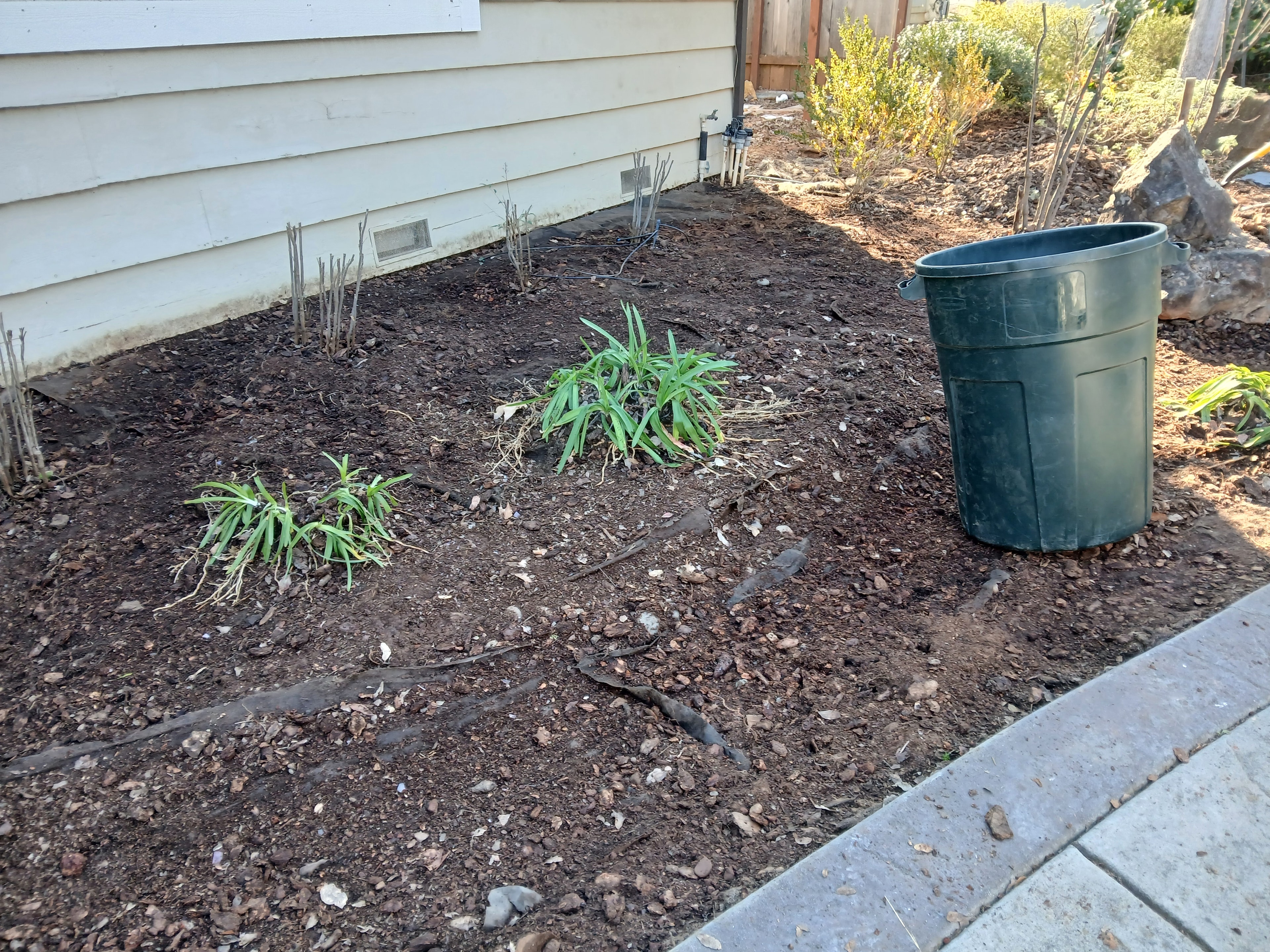 Garden bed cleanup and replanting in progress