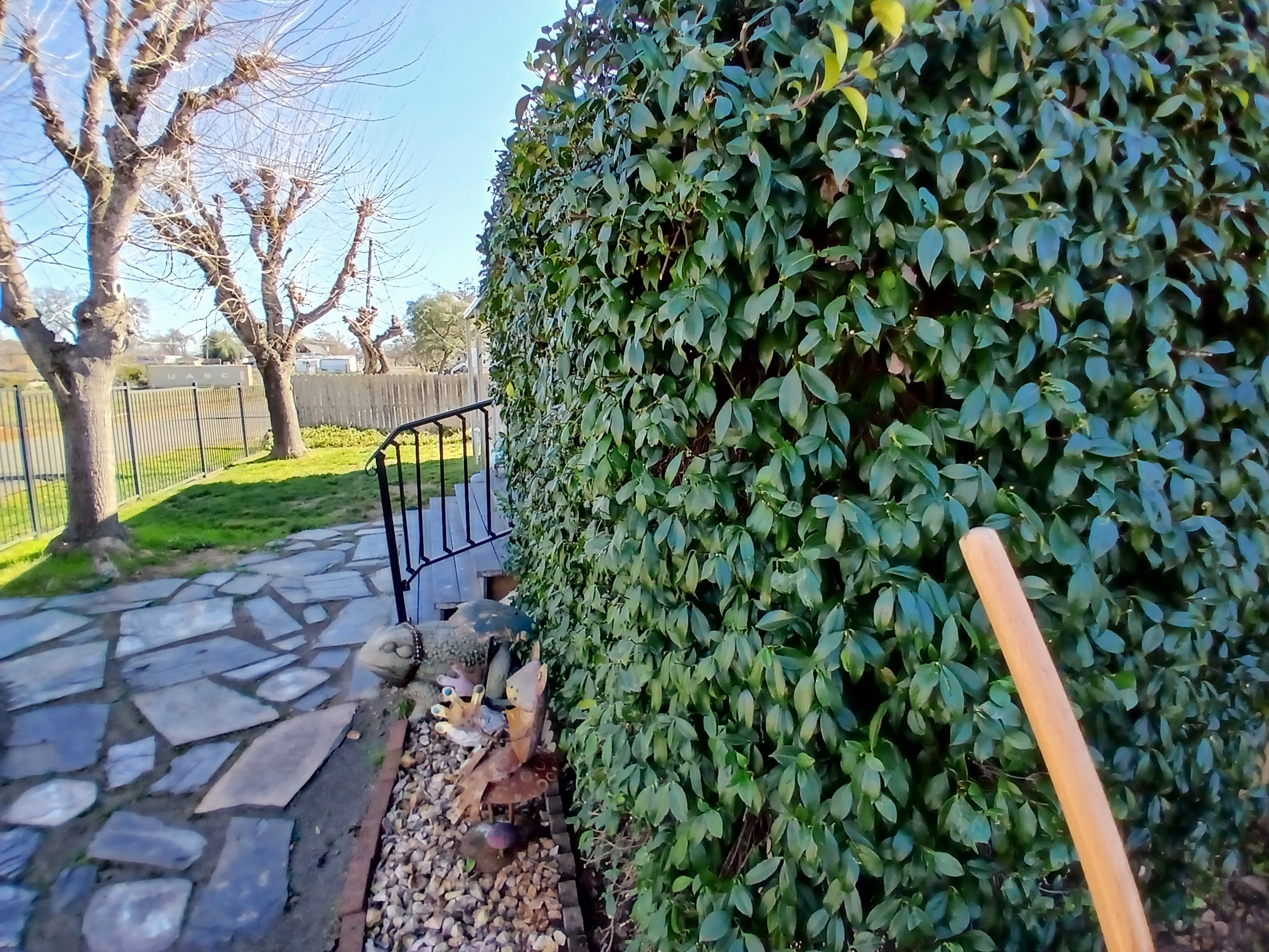 Large overgrown hedge before CX Lawn cleanup