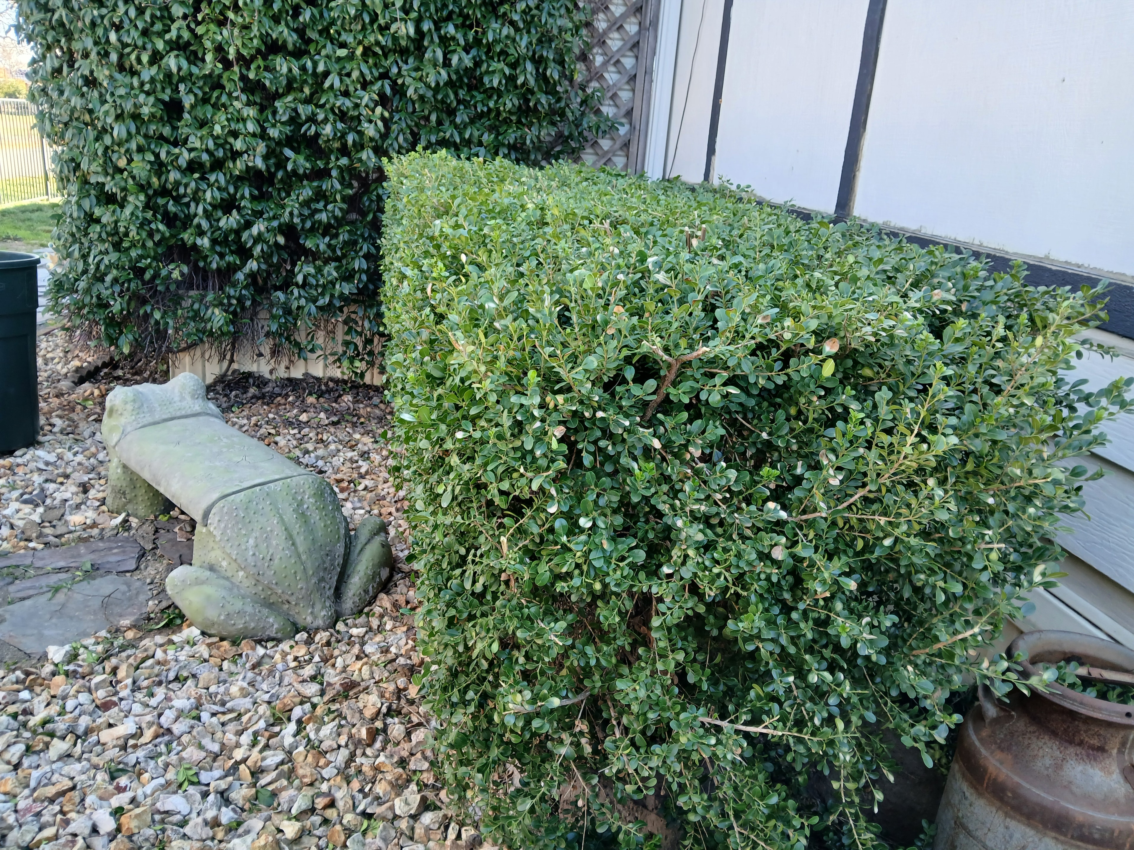 Overgrown shrubs before trimming and cleanup