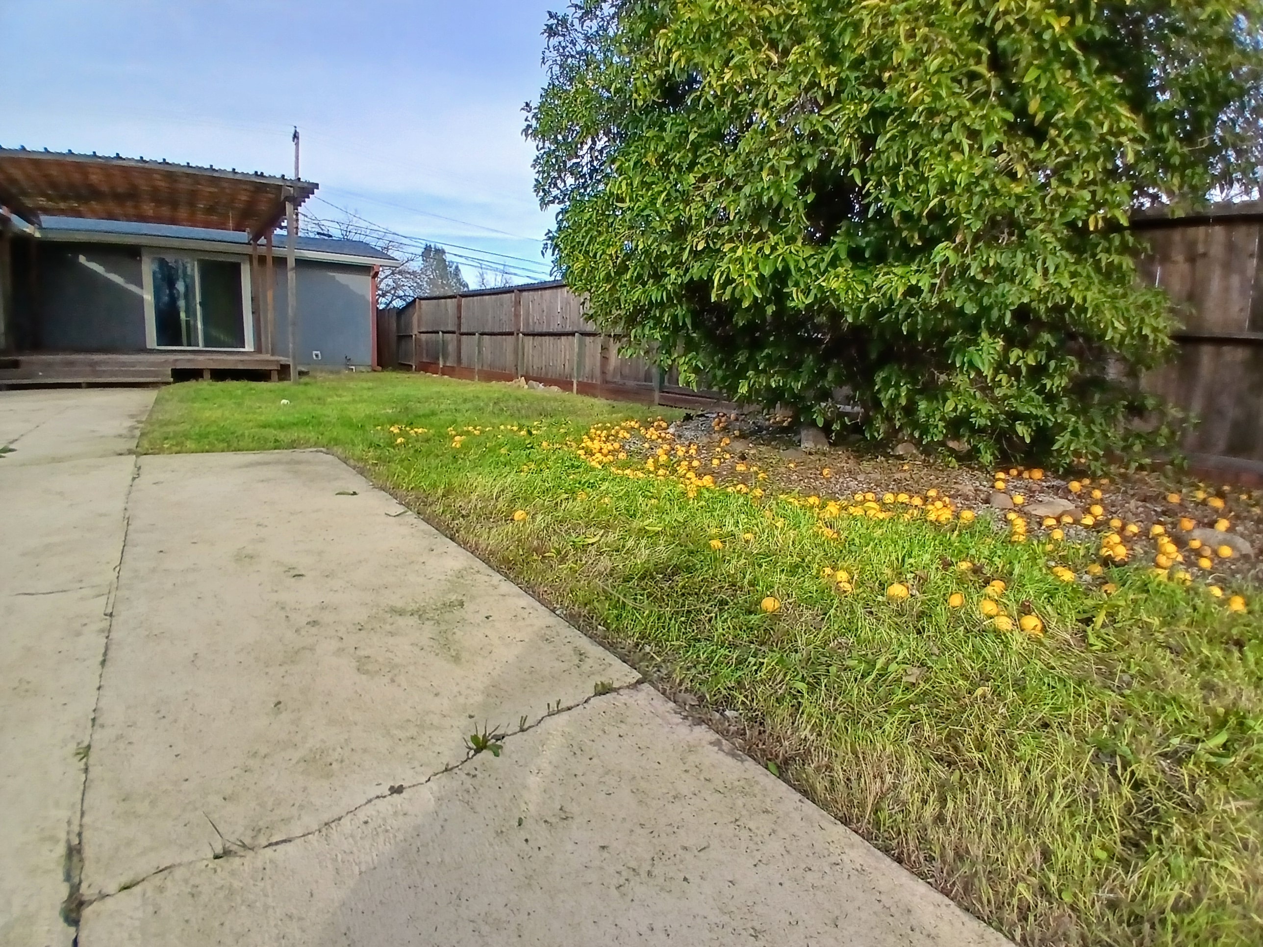 Clean residential yard after mowing service
